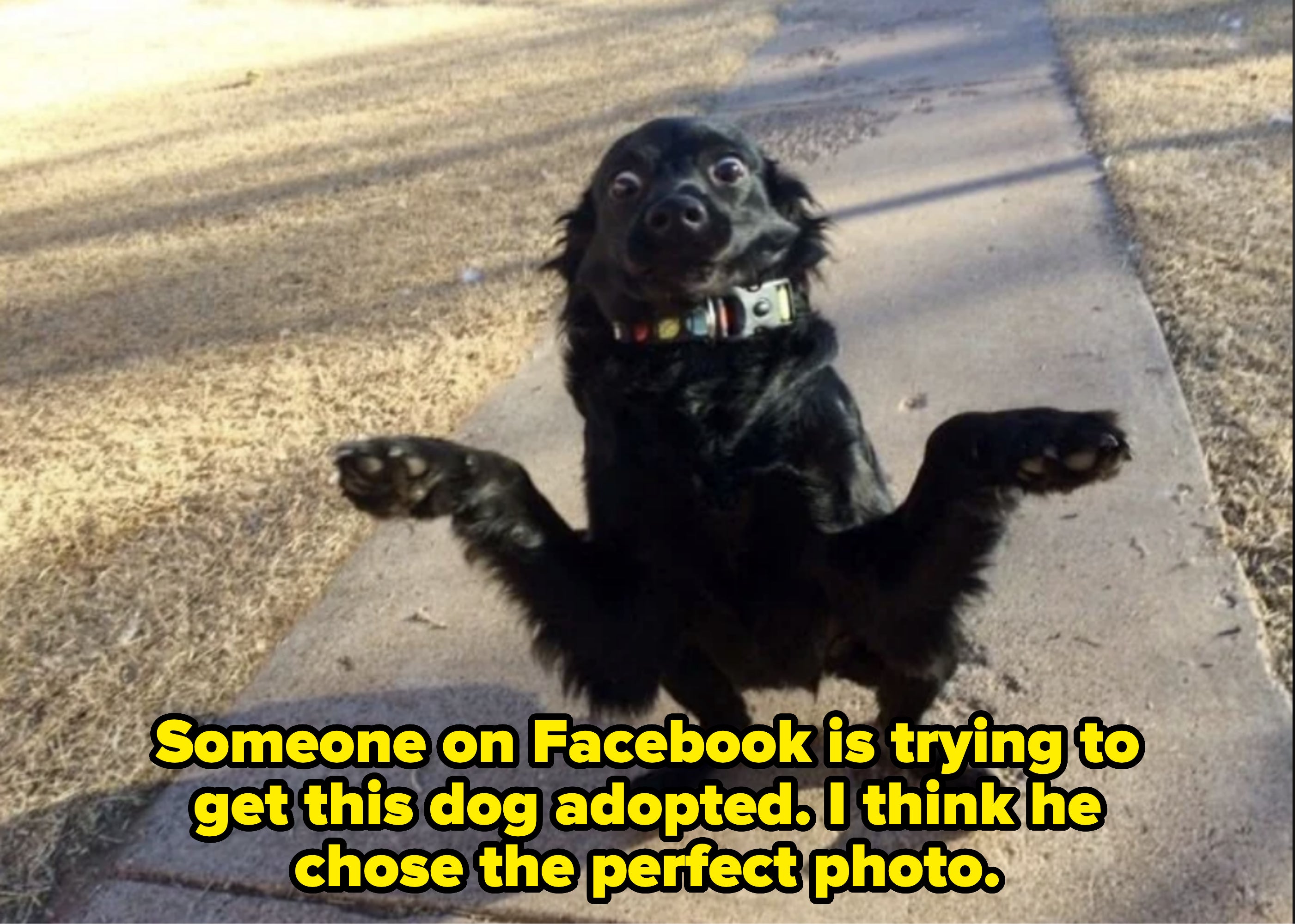 Dog standing on hind legs on a sidewalk, front paws up, with a playful expression and colorful collar