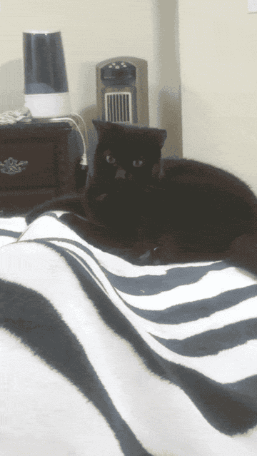 Cat on a striped blanket, staring with wide eyes, in a room with furniture and a small heater in the background