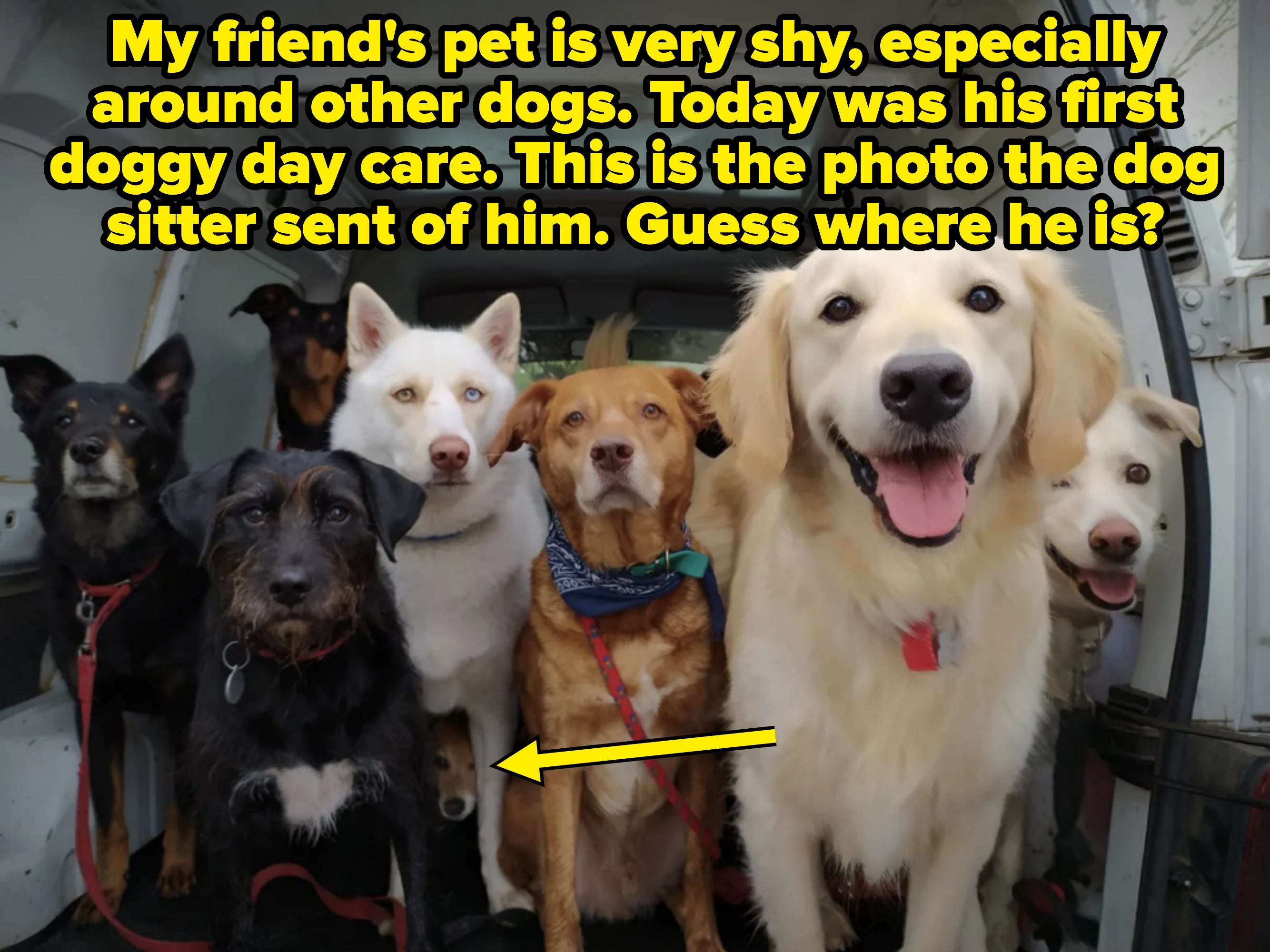 Group of seven dogs sitting inside a van, facing the camera. Some are wearing collars and bandanas