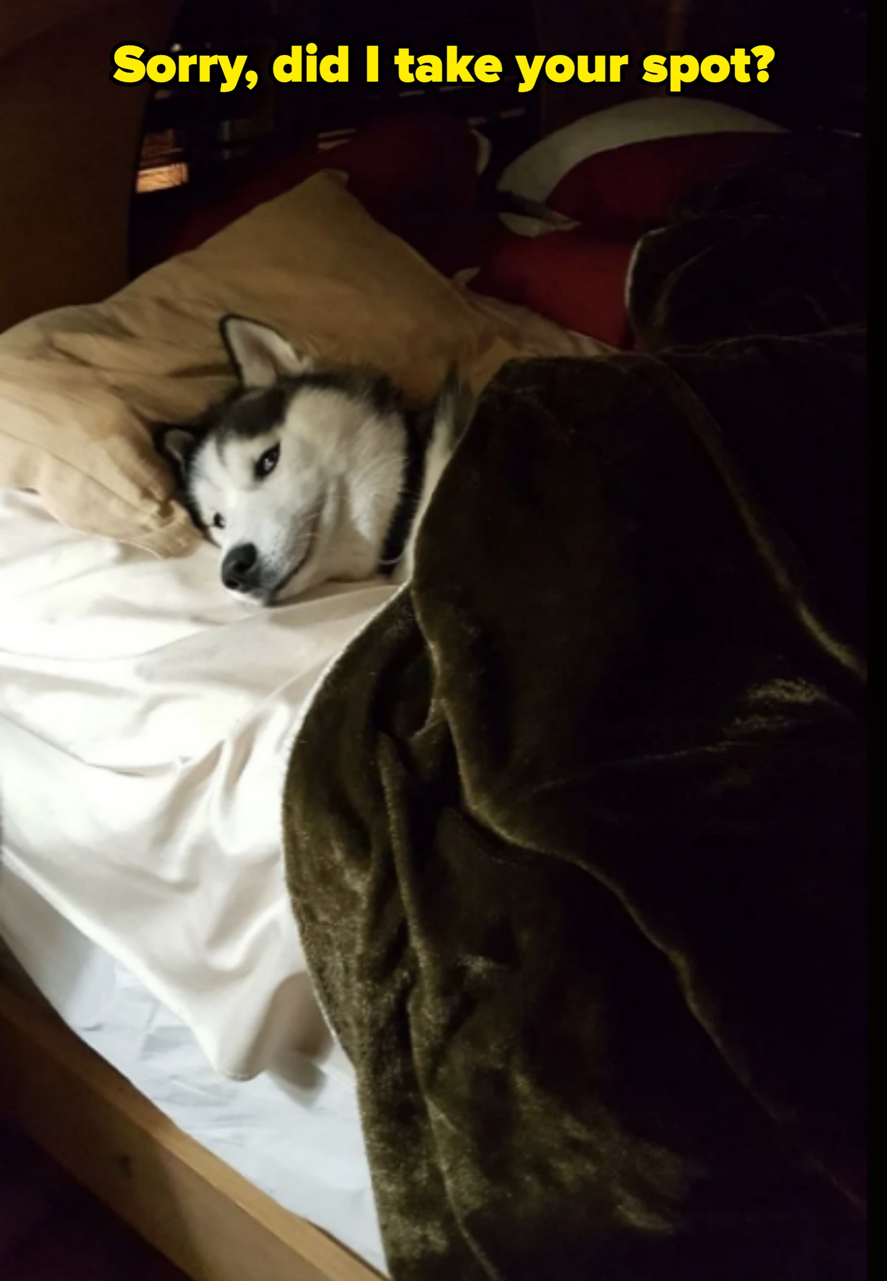 Husky lying in bed awake, nestled under a blanket with its head resting on a pillow