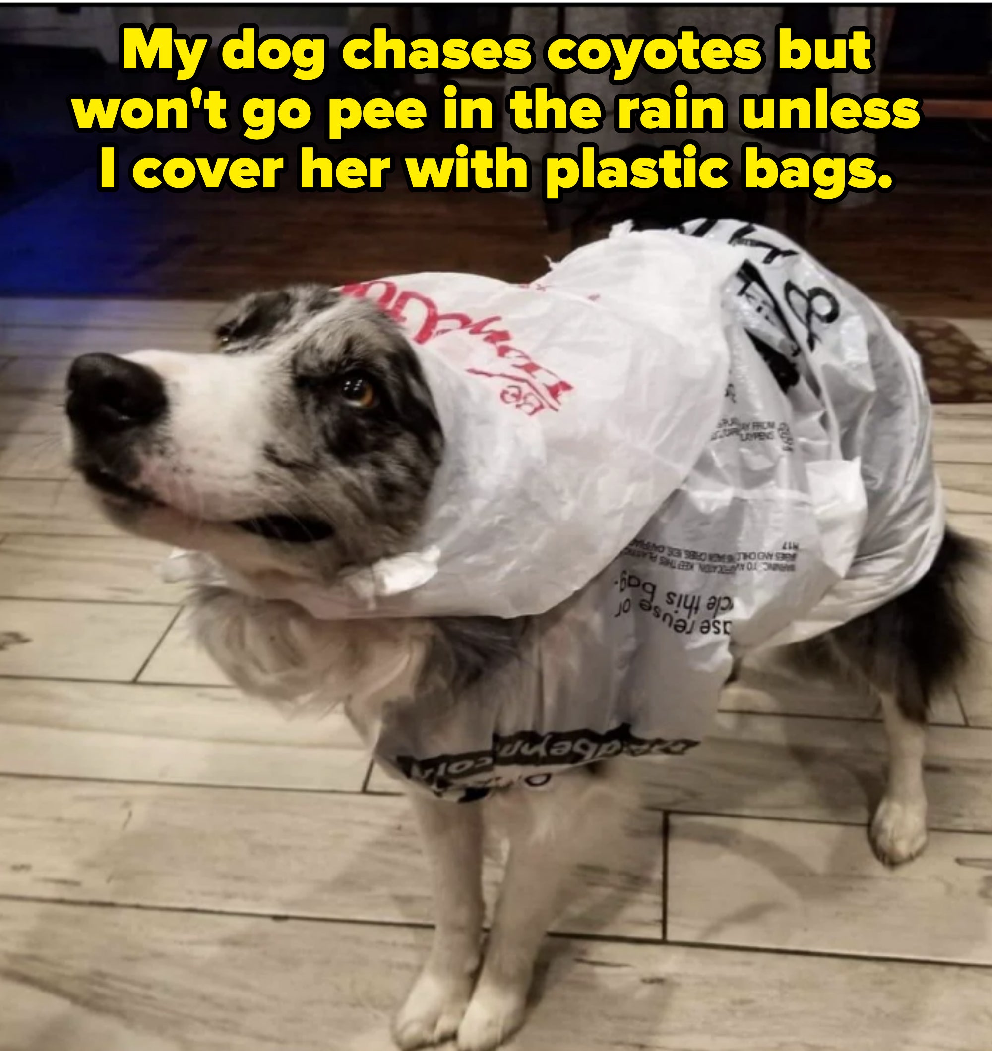 Dog wearing plastic bags over its body, looking up with a playful expression, indoors on a wooden floor