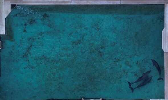 Dolphins being mistreated in Mexico at hotel