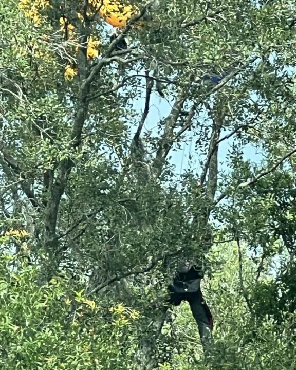 Skydiver Rescued PHOTOS: Skydiver rescued from Pasco County tree after getting stuck ...