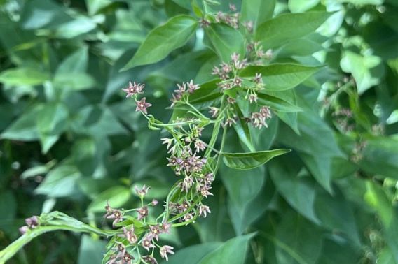 Wisconsin Invasive Grapevine Invasive vine species detected in northeast Wisconsin: Department of ...