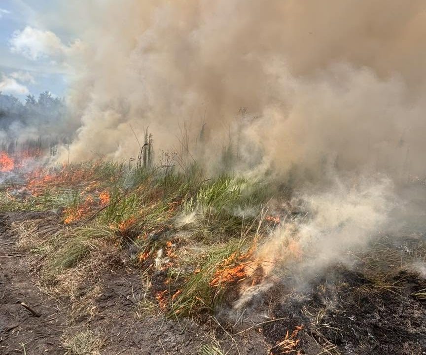 Lightning strike may have caused brush fire in Palm Harbor - AOL