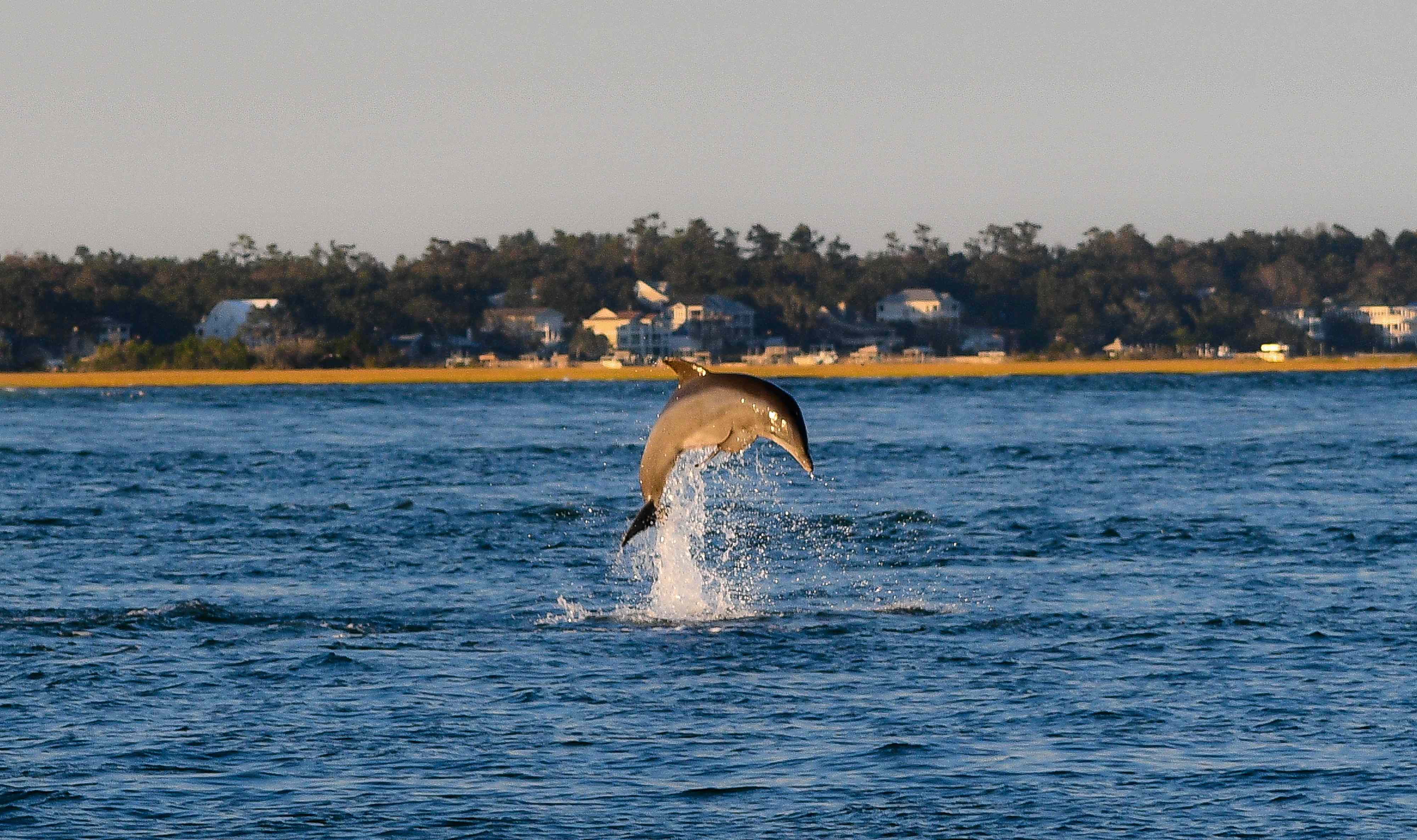 Dolphin Paradise: North Carolina's Premier Wildlife Destination
