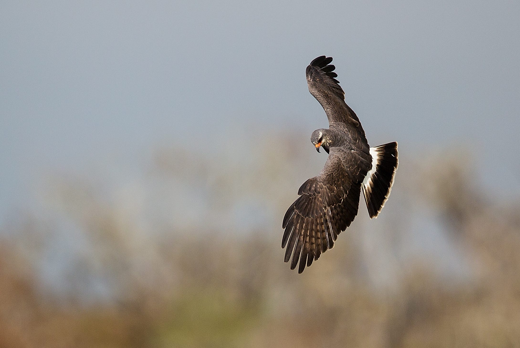 Southwest Florida's Best Birding Sites Await