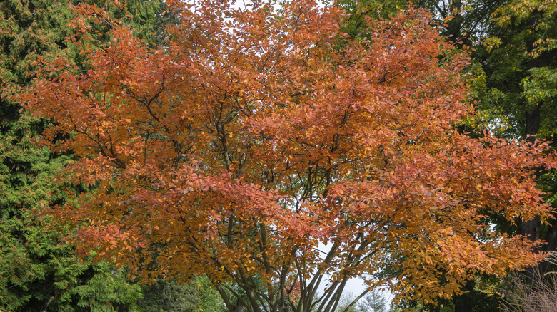 Un árbol de serviceberry que crece en un patio en otoño