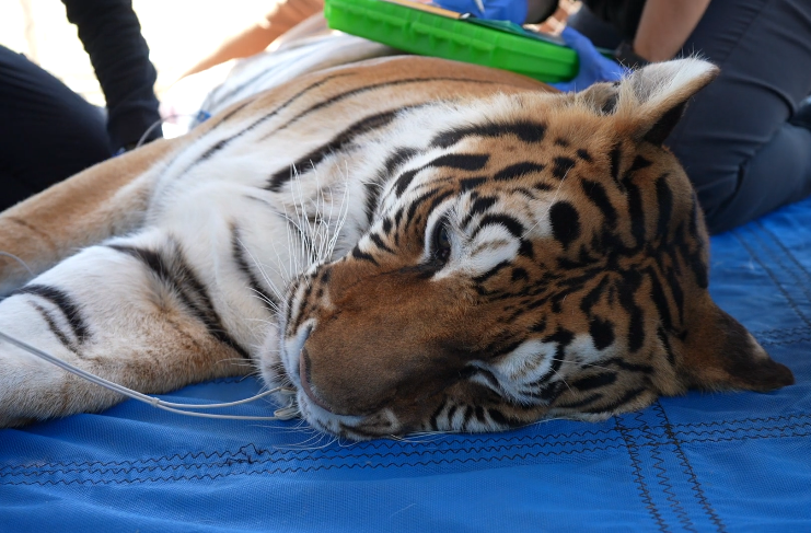 Five abandoned tigers rescued by Oakland Zoo - AOL