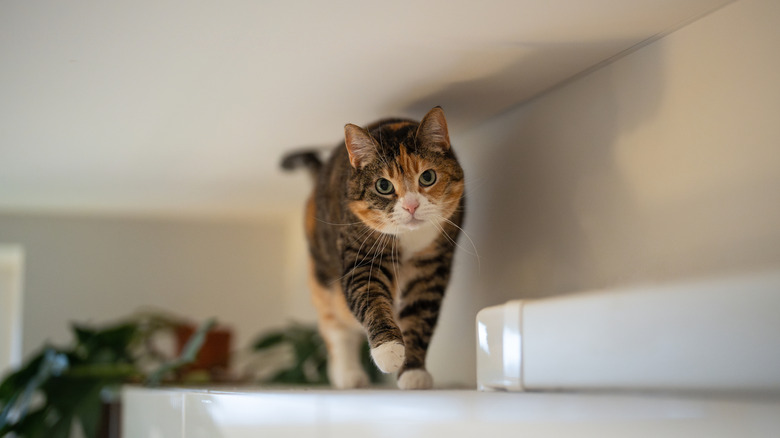 Curious calico cat walking on kitchen cabinet under ceiling.