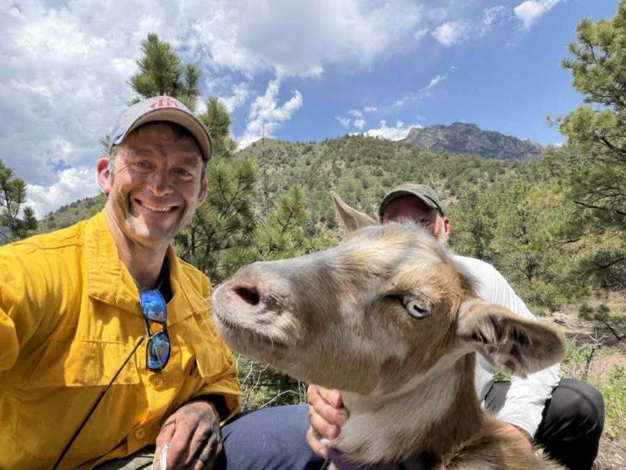 Goldie, the firefighter-supervising goat, now on Facebook - AOL