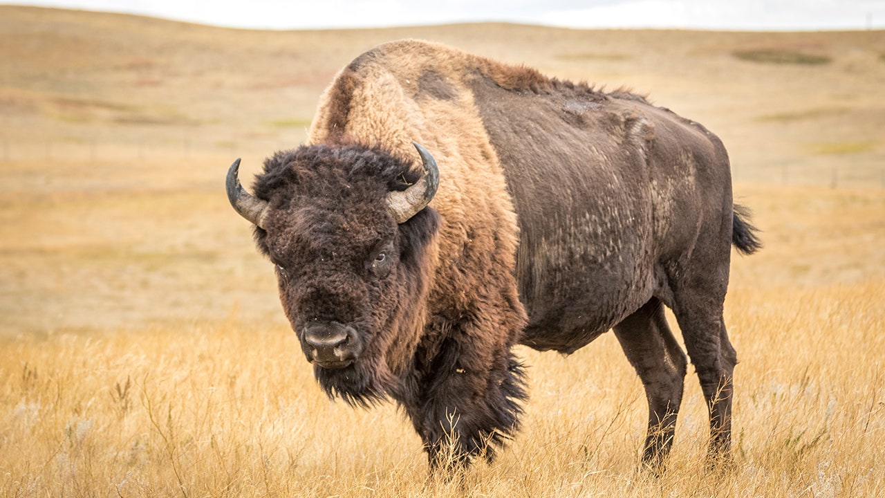 Bison injures 12-year-old child in Yellowstone National Park - AOL