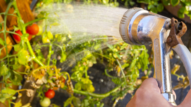 3 Things Your Tomato Plants Need In July To Keep Producing All Summer - AOL