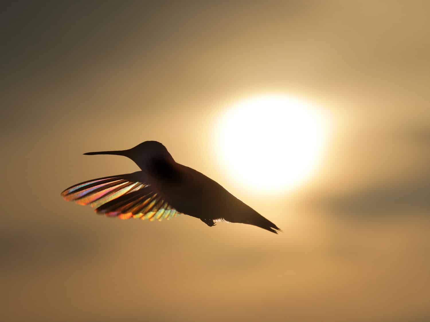 Hummingbird Forces When to Watch Hummingbirds and the 2 Daily Windows You Shouldn’t Miss - AOL