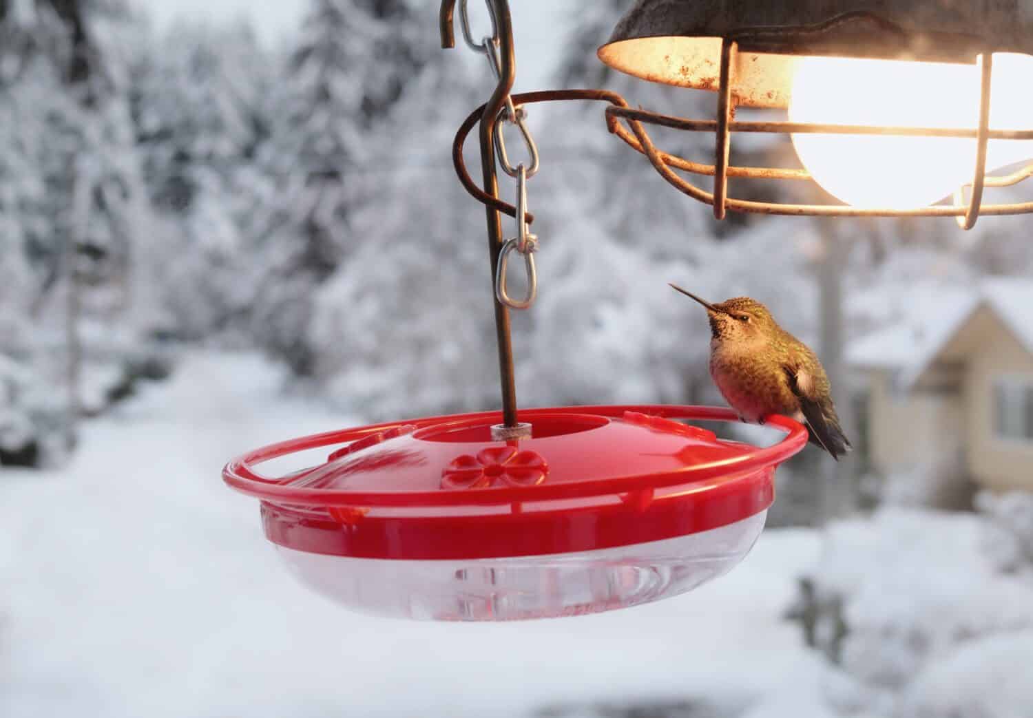 Hummingbird Forces When to Watch Hummingbirds and the 2 Daily Windows You Shouldn’t Miss - AOL