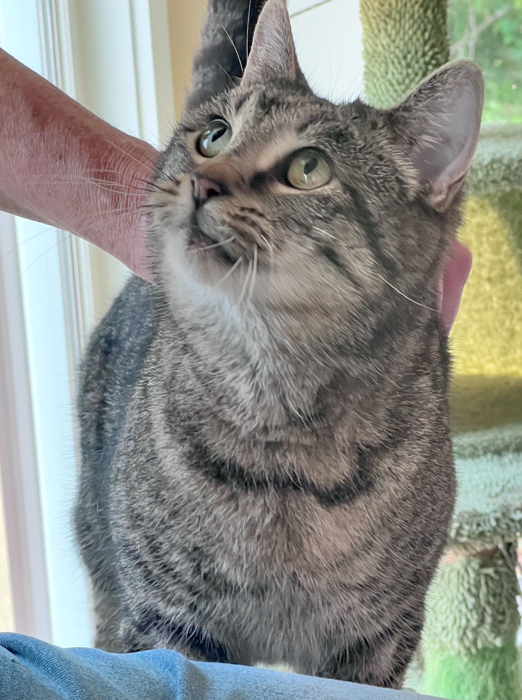 Morgan The Short Haired Tabby Cat Is News Journal Pet Of The Week AOL 4fc4bc76 8c7b 4a71 97e1 
