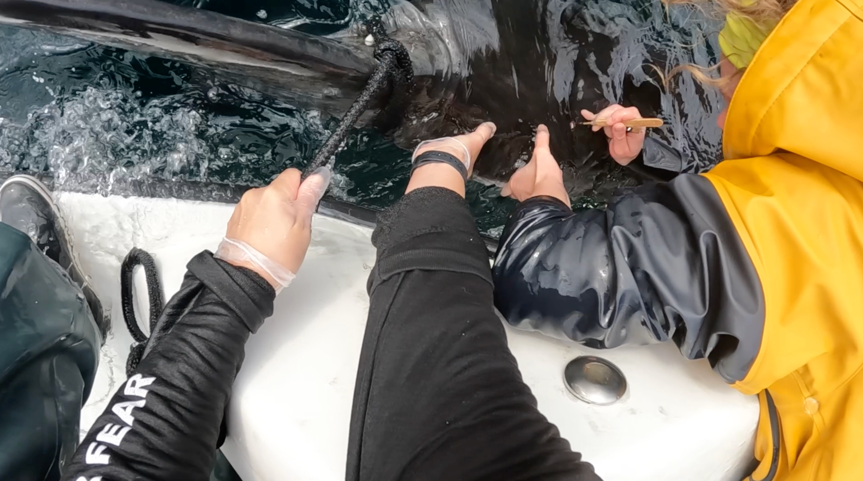 OCEARCH marca tubarões brancos ondulantes para que eles possam rastrear seus movimentos