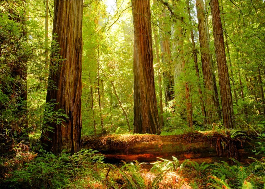 National Parks Near San Francisco Worth the Drive