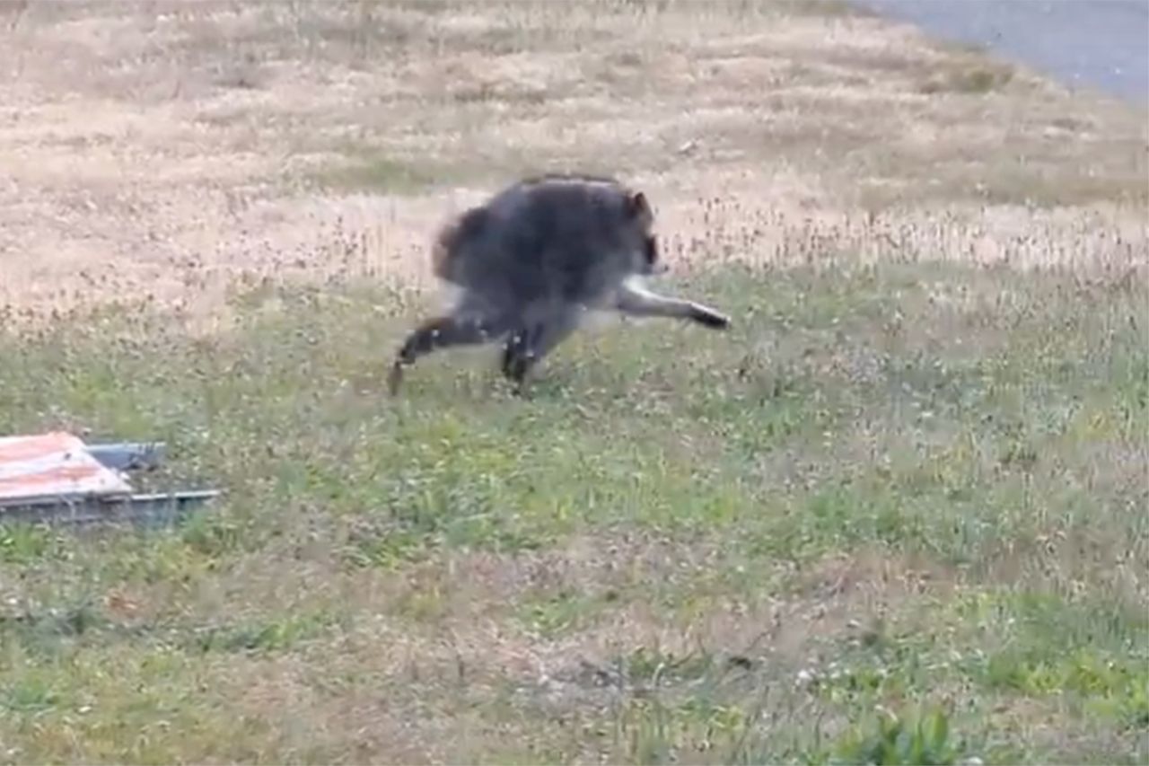 Oddly-Shaped Raccoon Believed to Have a Spine Deformity Becomes Seattle ...