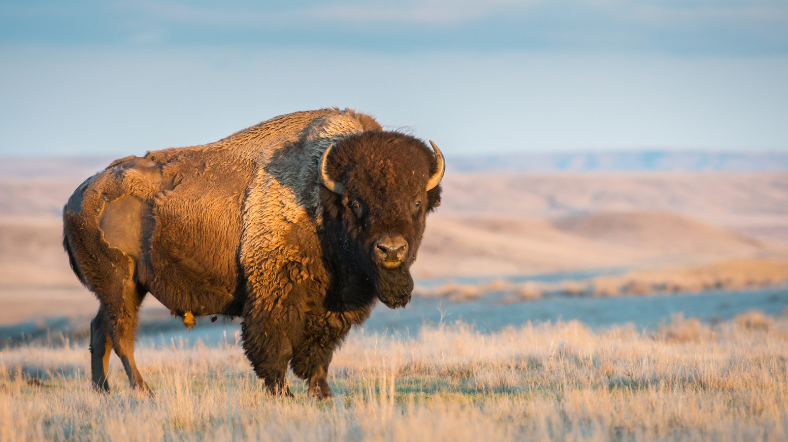 Skip Yellowstone - Canada's Hidden Bison Destinations Await