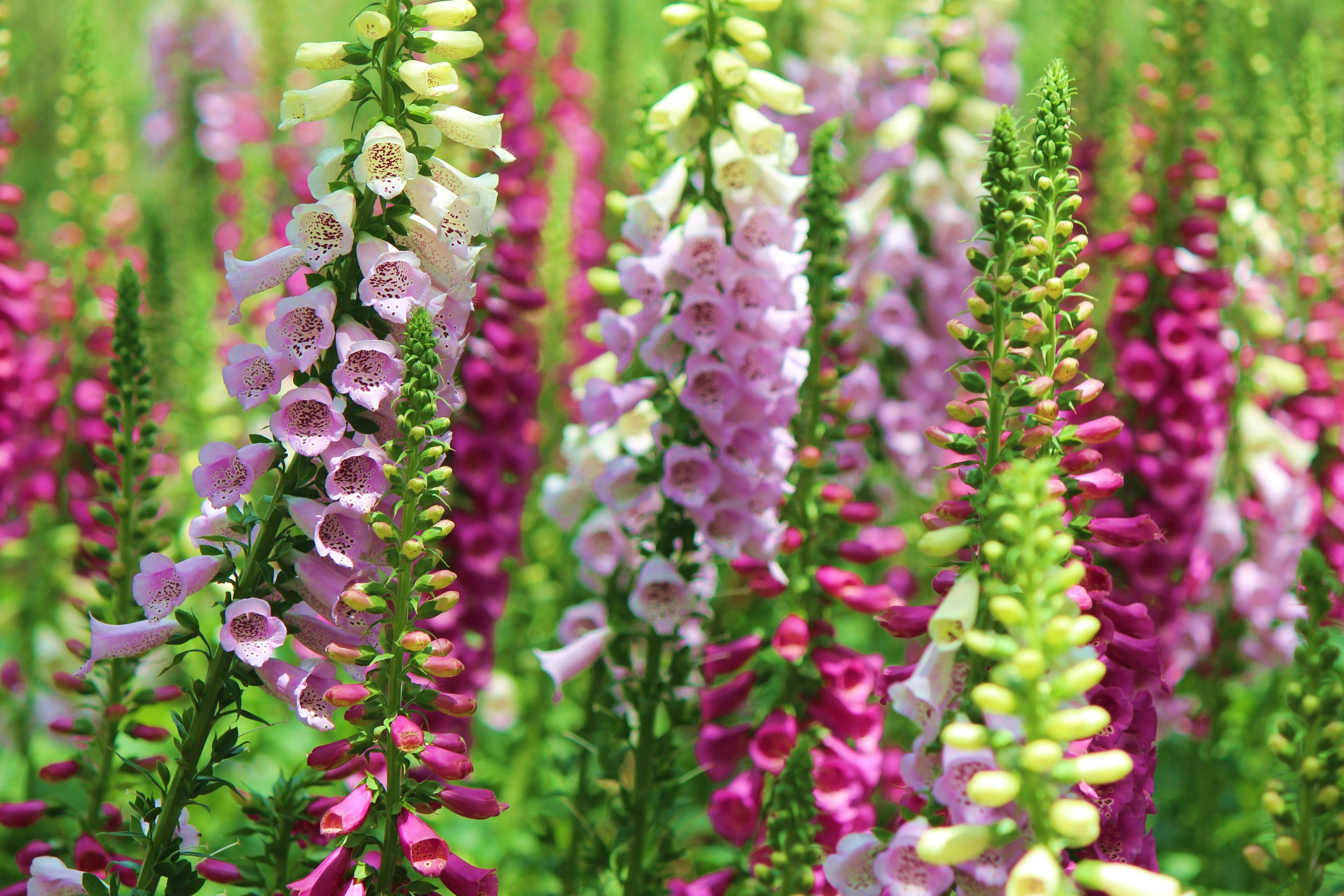 Plant These 5 Flower Seeds Now for a Vibrant Garden Next Summer - AOL