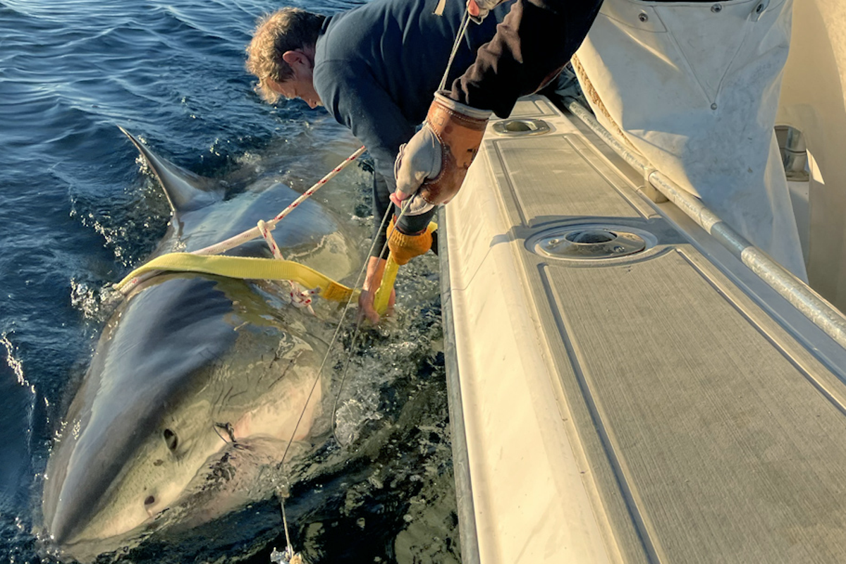 New Photo - Largest male great white shark detected on Atlantic coast emerges near vacation spot