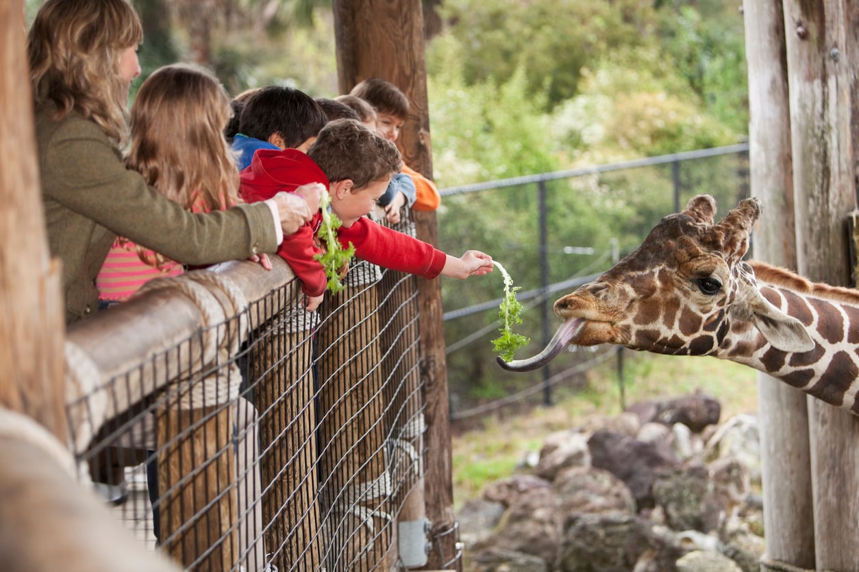 Children and adults lean over a wooden fence to feed leafy greens to a giraffe, which stretches out its long tongue to grab the food at an outdoor zoo exhibit.