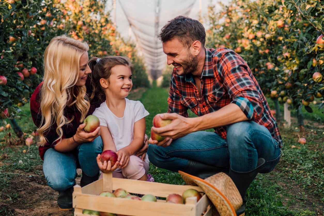 A smiling family of three picks apples together in an orchard, placing them in a wooden crate. Rows of apple trees are visible behind them on a sunny day.