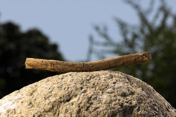 The Ultimate Summer Adventure: Embracing Nature with Just a Stick