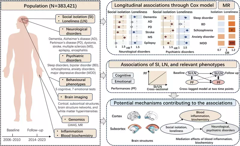 Associations of social isolation and loneliness with neurological disorders, psychiatric disorders, brain structures and behavioural phenotypes among UK Biobank participants. (CREDIT: Nature)
