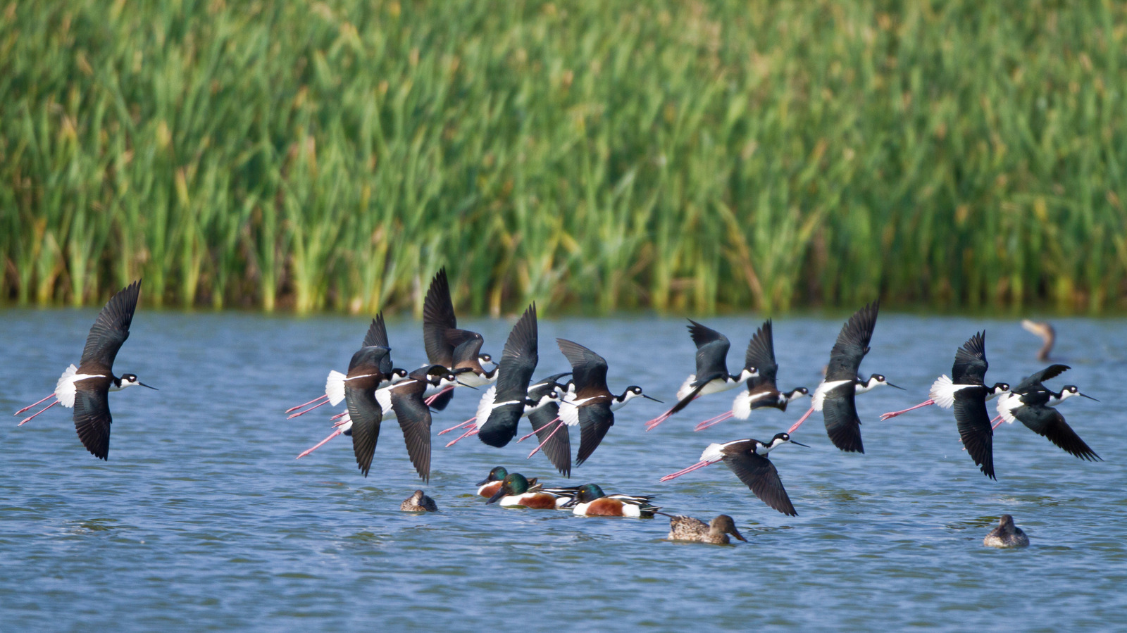 Texas Gulf Coast Gem Offers World-Class Bird-Watching and Wetland Views