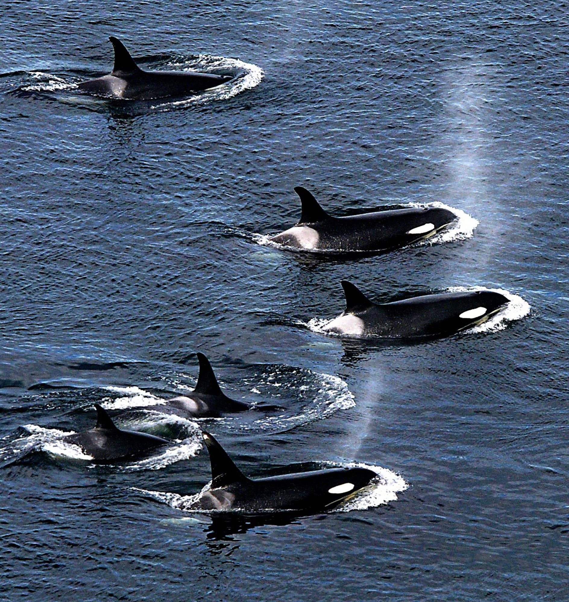 Photo: aol.com Scientists Begin Unlocking Secrets of the Largest Biomechanical Event on Earth