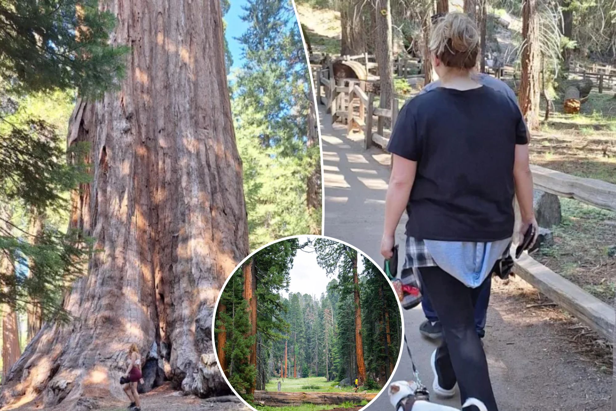 Clueless Sequoia 'tourons' spark outrage after endangering legendary giant tree with careless behavior