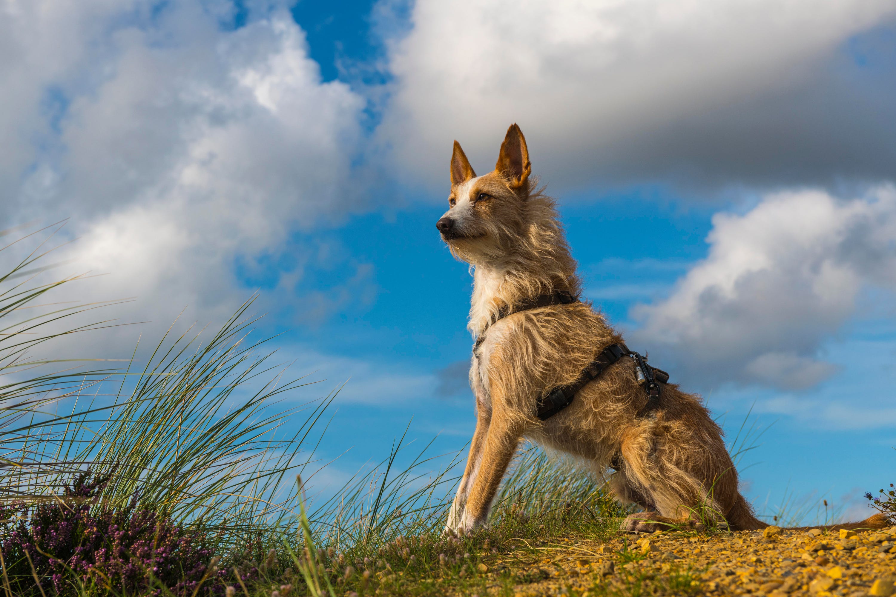 Smallest Breed Of Rabbit The Dog in ‘The Odyssey’ Is One of the Rarest Breeds in the World - AOL