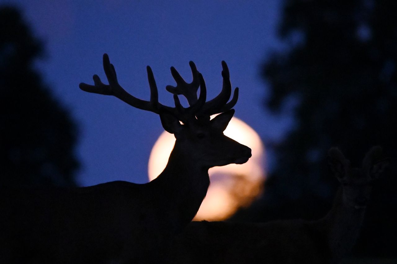 How to See the Full Buck Moon and Shooting Stars in the Sky This Week - AOL