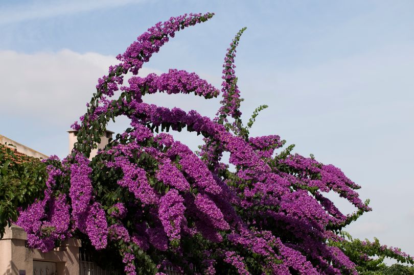 Buddleia plant