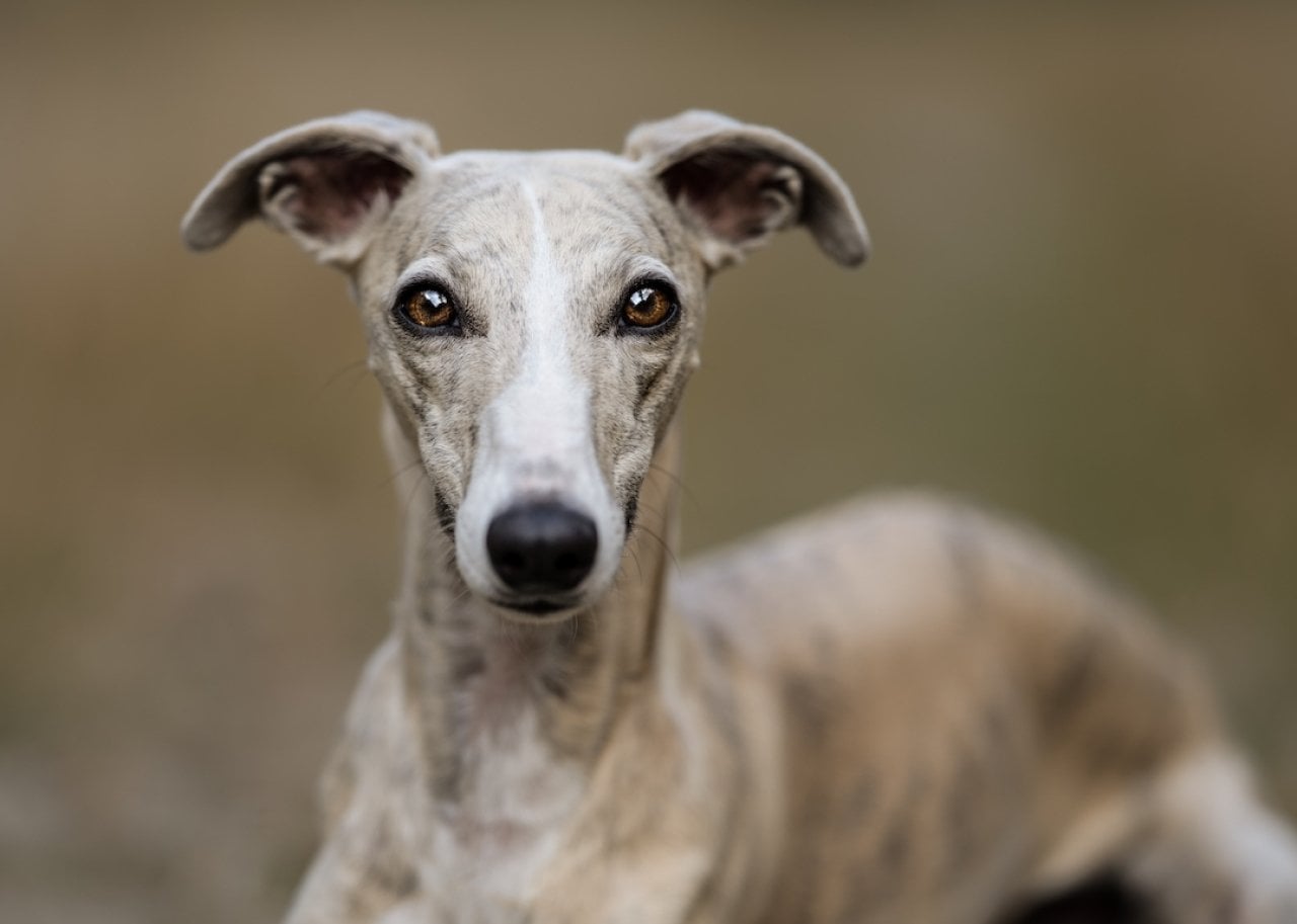20 most popular mid-size dog breeds in America, according to data - AOL