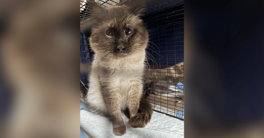 Cutest NE Ohio cats sought for calendar contest. The prize? A cat photo shoot