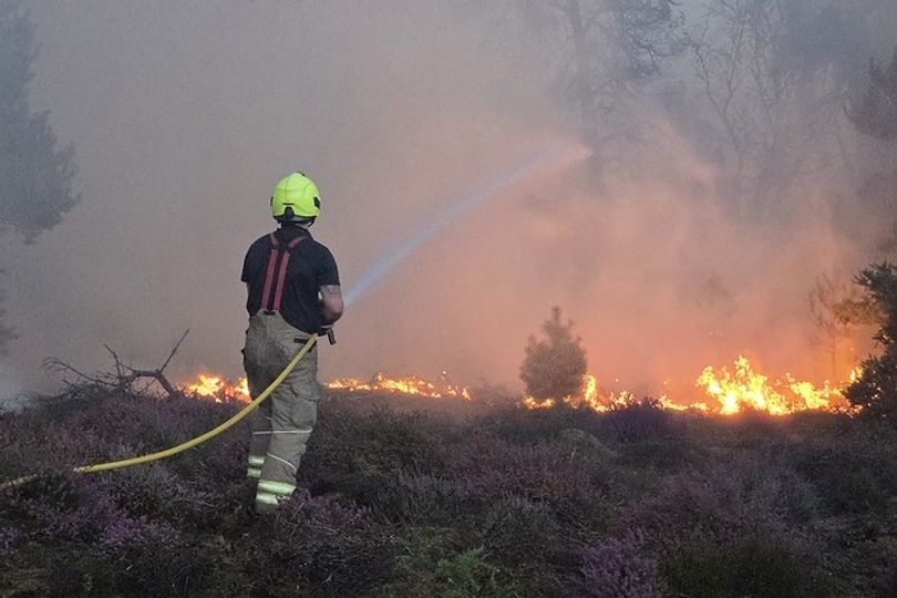 'From Suffolk to the Highlands, Britain's wildlife is now paying the price for a summer of relentless heat'