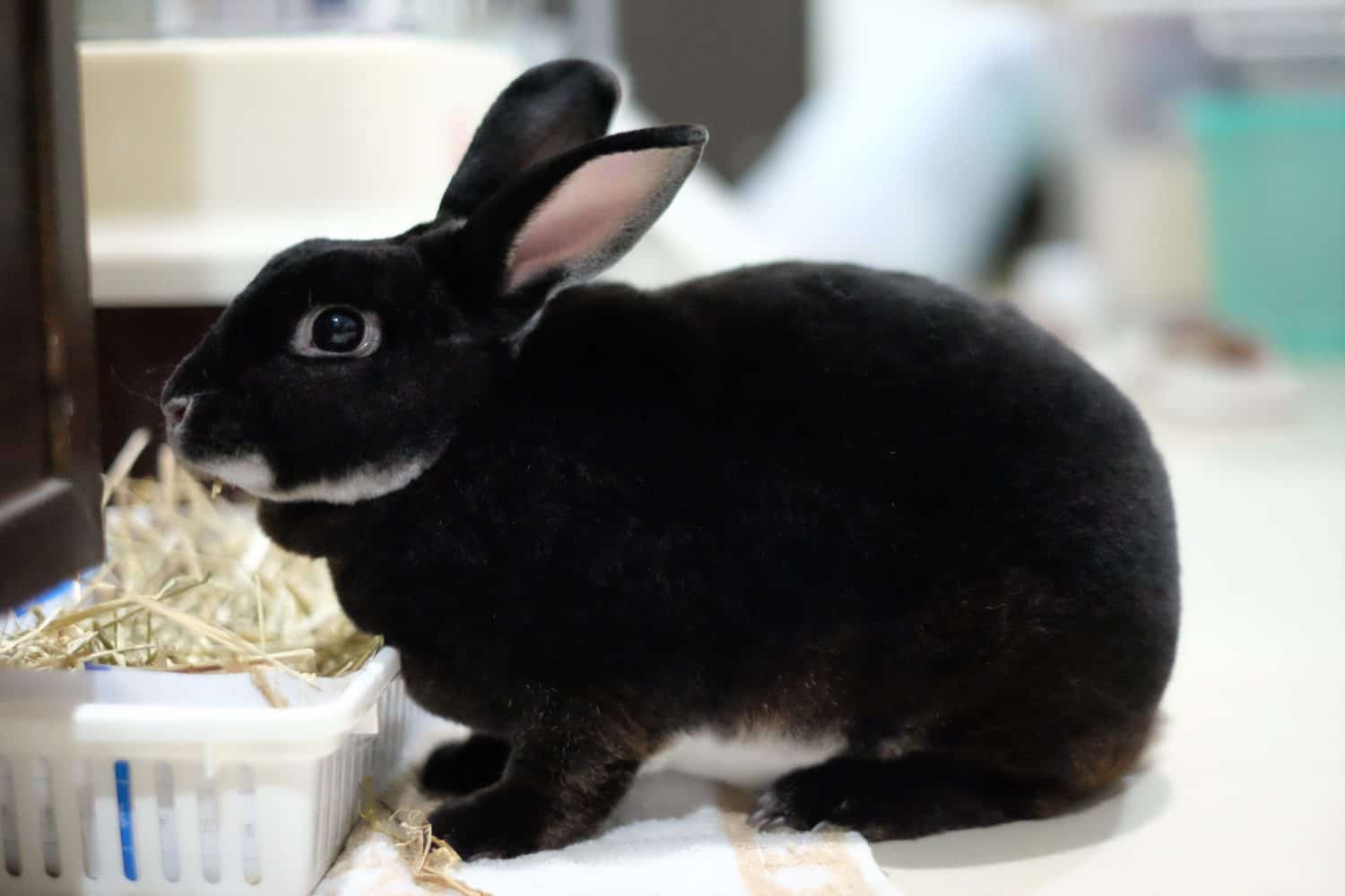 The Velvet-Coated Rabbit That Surprises Every New Owner - AOL