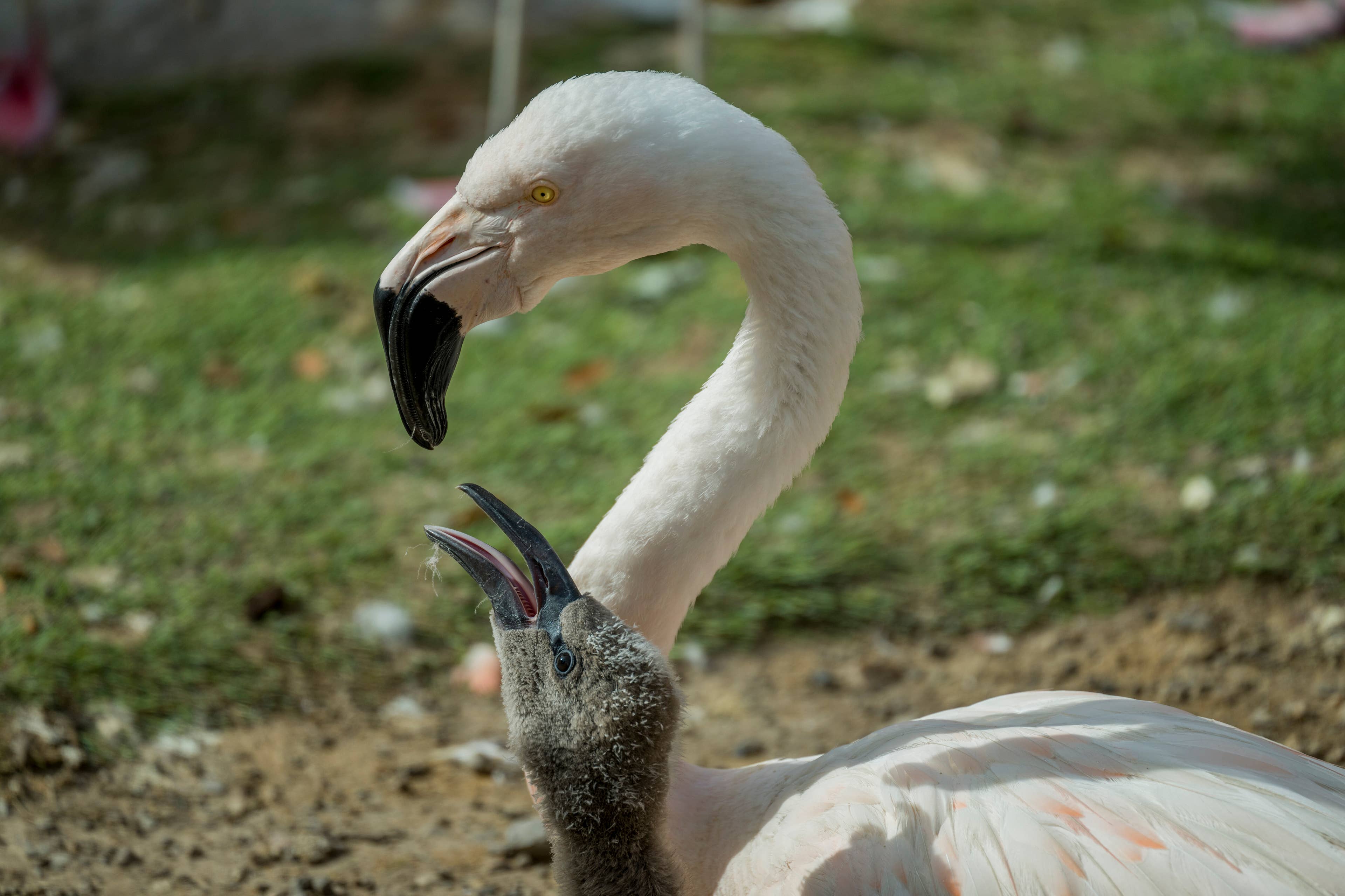 San Francisco Zoo's Chilean Flamingos Welcome First Chicks in a Decade