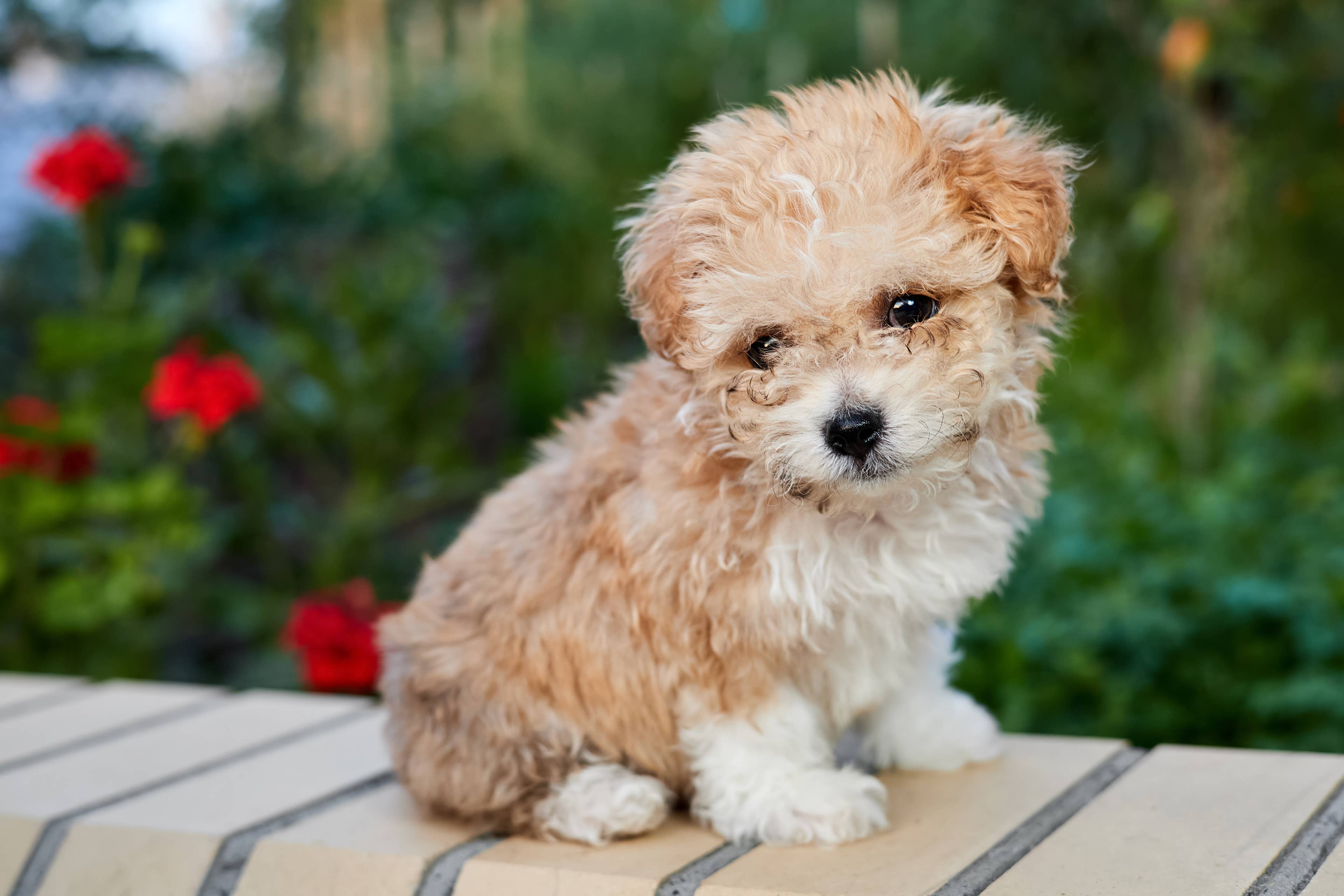Mischievous Maltipoo Stealing Shoes Is the Cutest Little Oatmeal Cookie