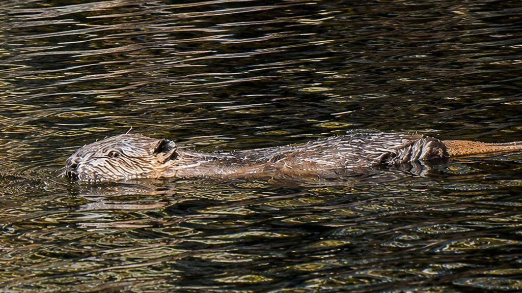 Photo: aol.com Beaver Dams Boost Drought Resilience in England
