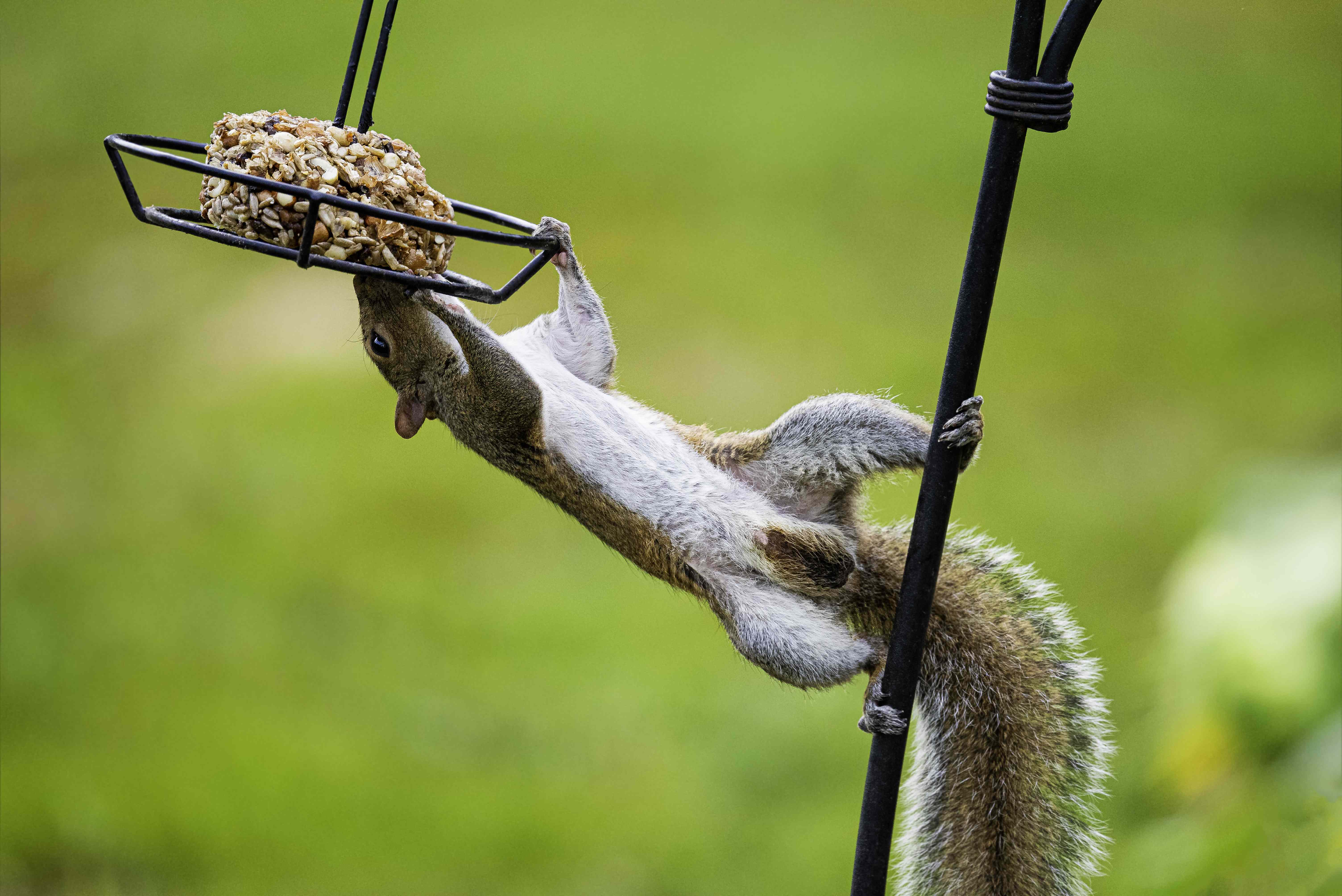 Wait, Why the Heck Are People Greasing Their Bird Feeders? We Asked a Bird Expert If It’s Really Worth It