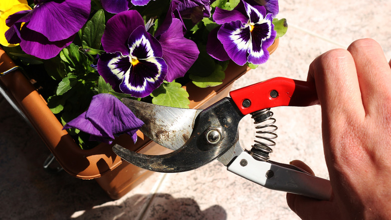 The Best Way To Deadhead Viola Flowers Is So Quick & Easy - AOL