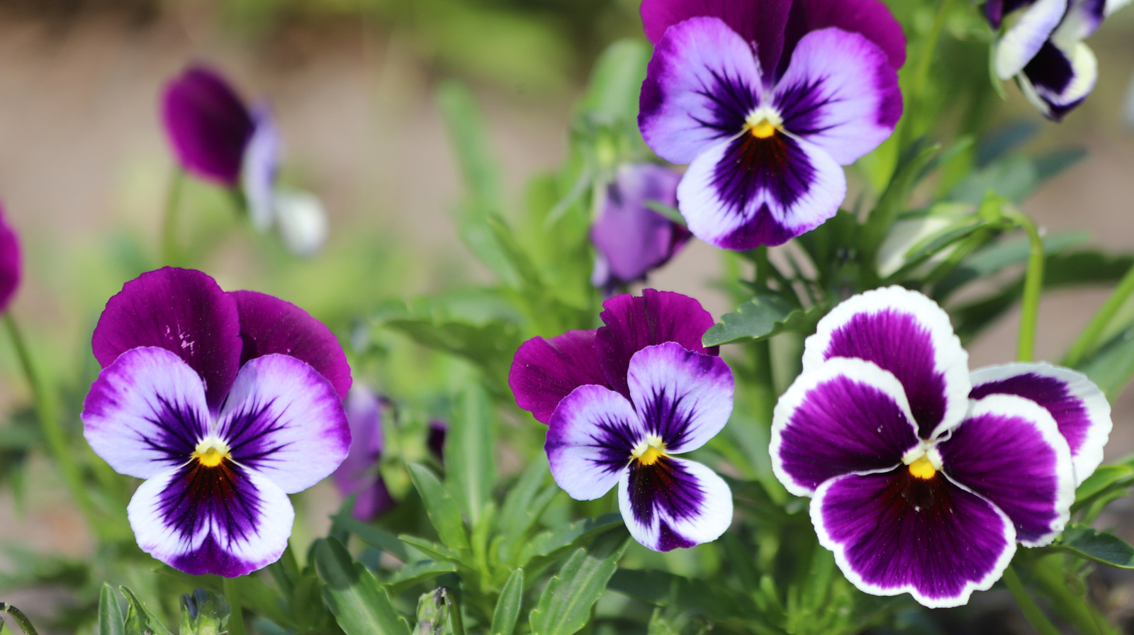 The Best Way To Deadhead Viola Flowers Is So Quick & Easy
