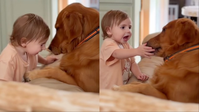 Golden Retriever Lets Toddler Come Close, Then Surprises Her With an Unexpected Kiss
