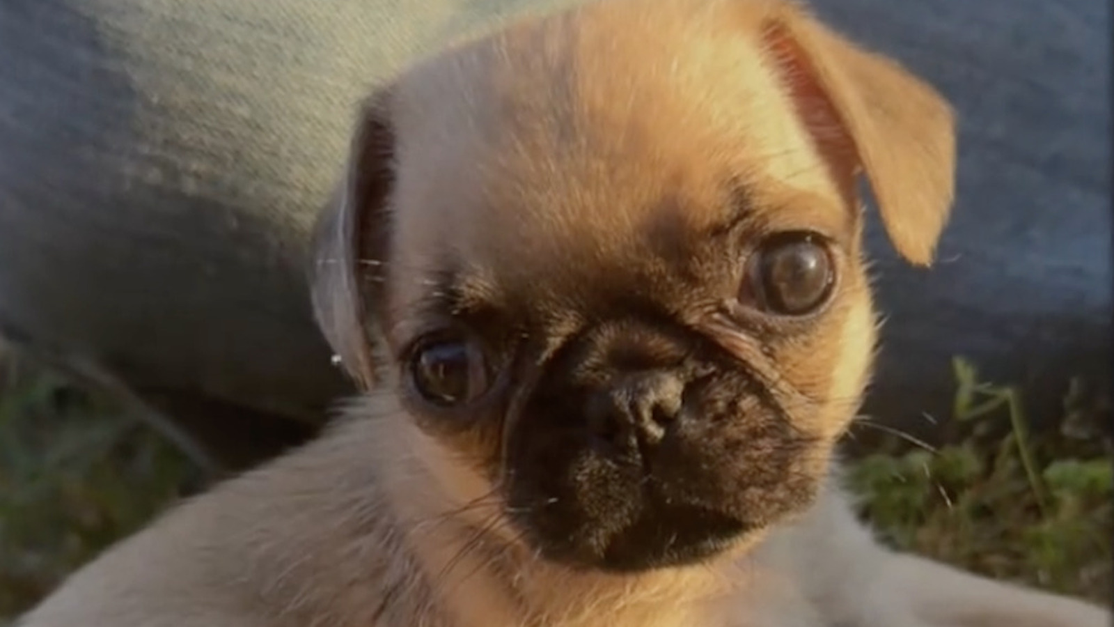 Tiny Pug's First Pup Cup Is Almost As Big As She Is