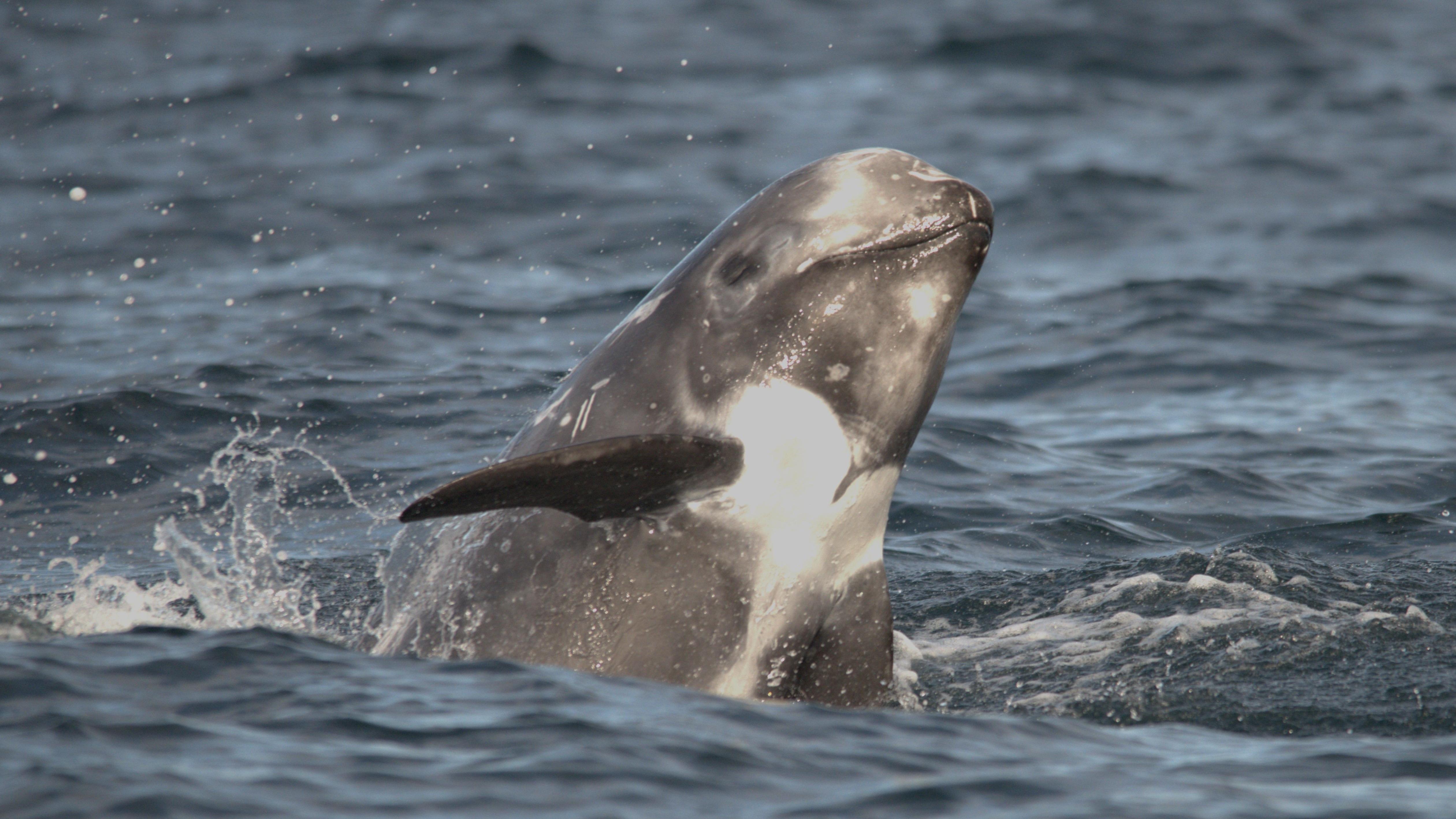 Study shows Risso's dolphins from same population
