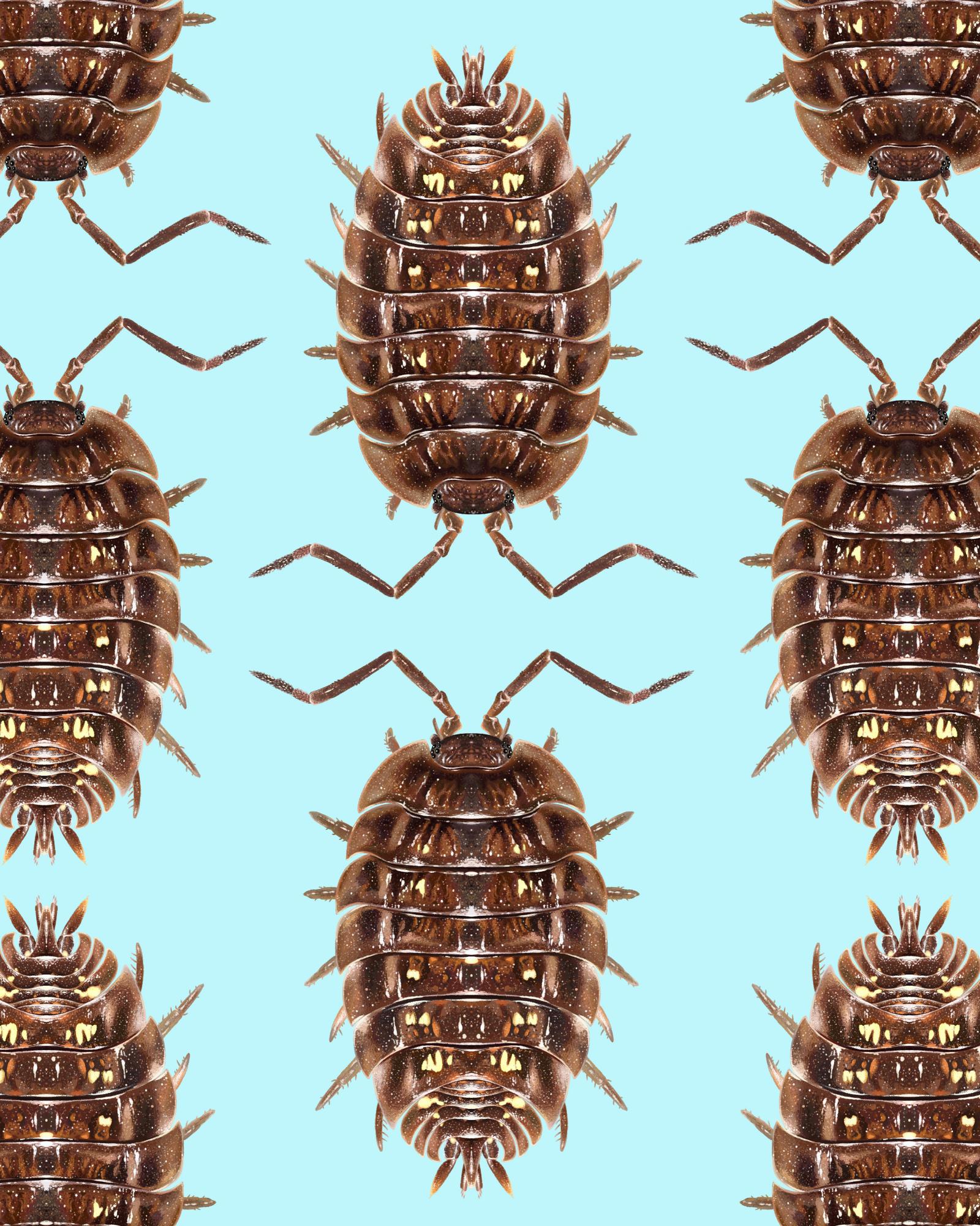 Revealed: the top 10 invertebrates of the year